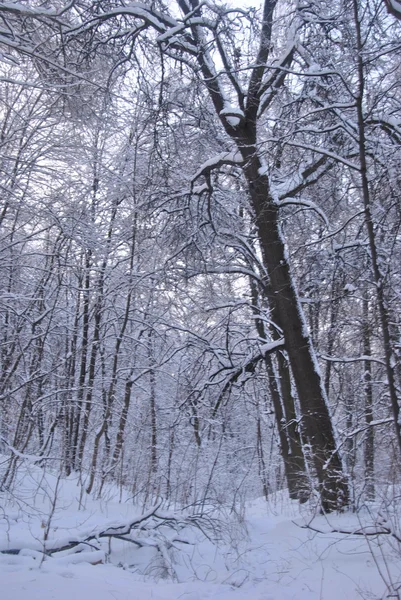 Winter Forest Russian Nature Park Vorobyevy Gory — Stock Photo, Image