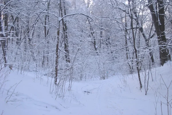 Zimowy Las Parku Przyrody Rosyjskiego Vorobyevy Gory — Zdjęcie stockowe
