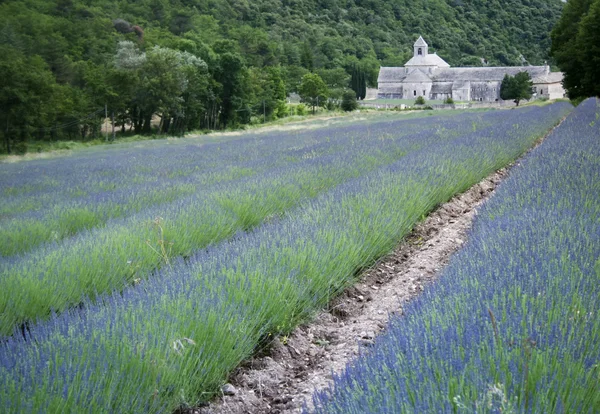 Lavender fields senanque abbey provence — Stock Photo, Image