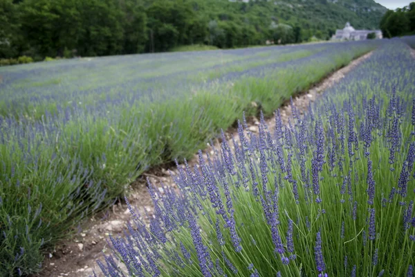 Lavender fields senanque abbey provence — Stock Photo, Image