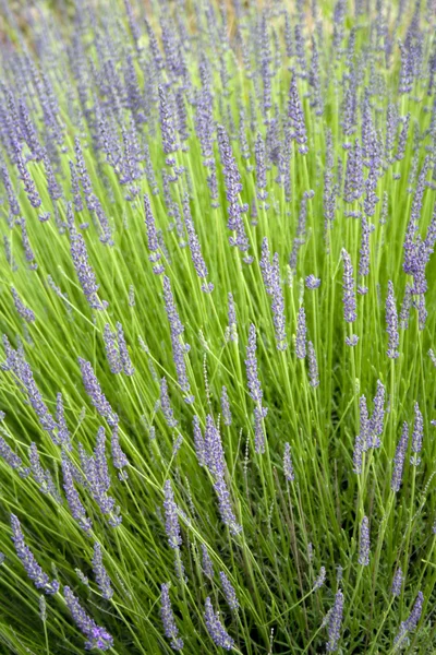 Provence lavendel bloemen — Stockfoto