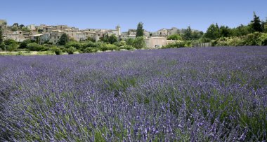 Lavender fields hilltown provence france clipart