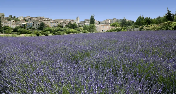 Lavendel fält hilltown provence Frankrike — Stockfoto
