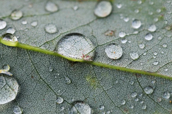 Макрозйомка Крапель Дощу Зеленому Листі — стокове фото