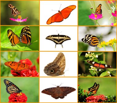 Butterfly Collage clipart