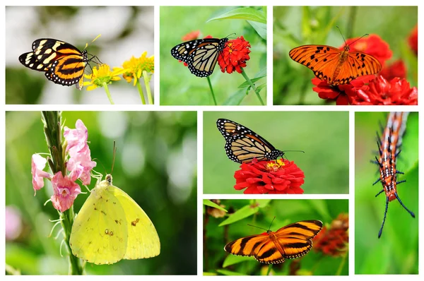 stock image Butterfly Collage