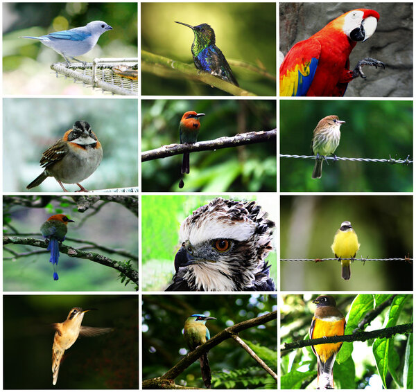 Bird Collage