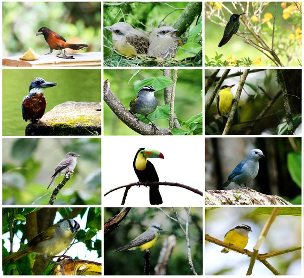 stock image Bird Collage