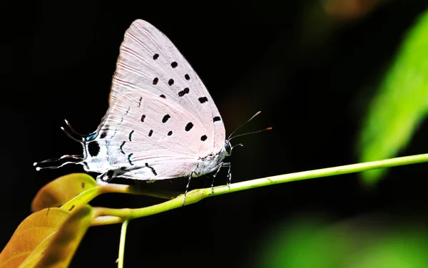 Farfalla su un ramo — Foto Stock