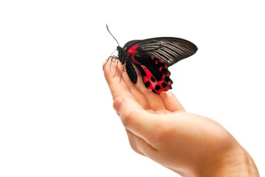 Butterfly on hand clipart