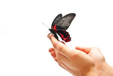 Butterfly in motion clipart