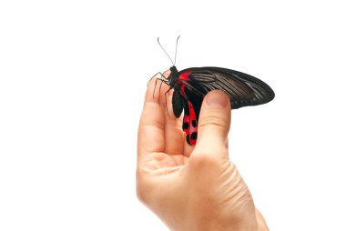 Butterfly on hand clipart