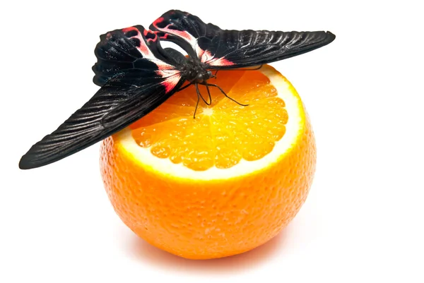 Vlinder aan oranje — Stockfoto