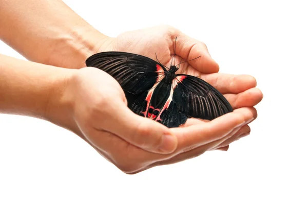 Butterfly in handen — Stockfoto