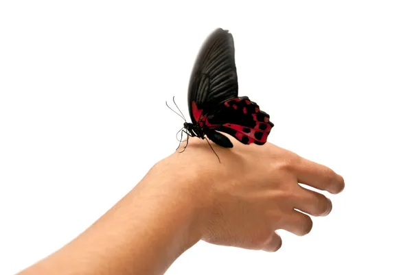 Motyl na dłoni człowieka — Zdjęcie stockowe