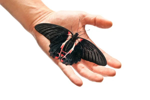 Чёрная и красная бабочка — стоковое фото