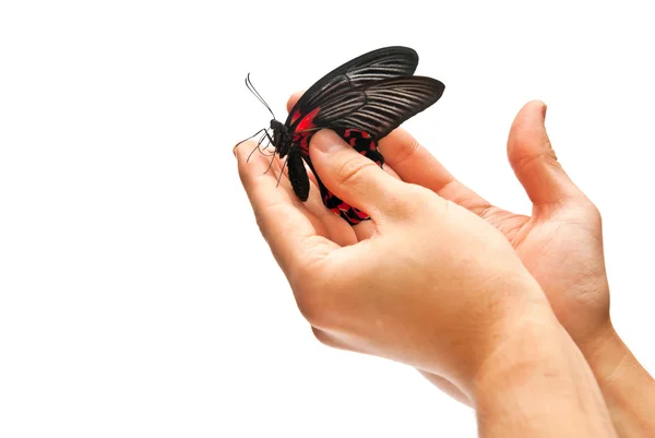 Butterfly in mannen handen — Stockfoto