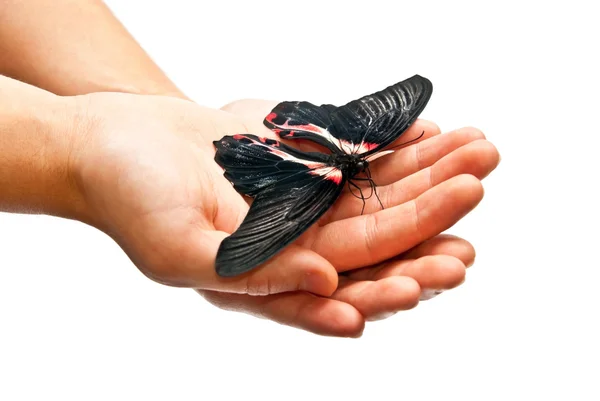 Butterfly in man's handen — Stockfoto