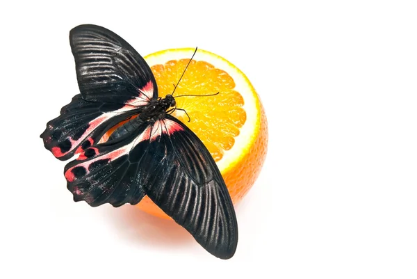 Farfalla su arancione — Foto Stock