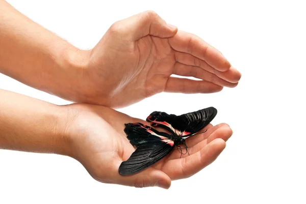 Бабочка и руки — стоковое фото