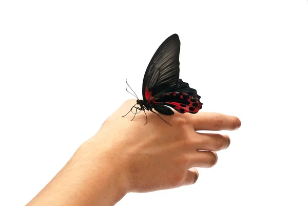 Butterfly on hand — Stock Photo, Image