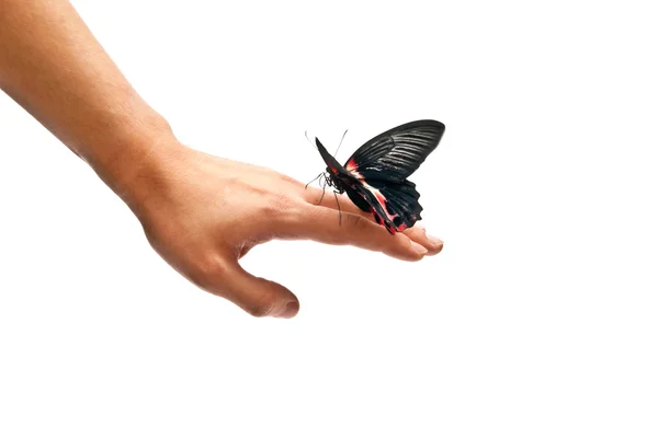 Vlinder aan iemands hand — Stockfoto