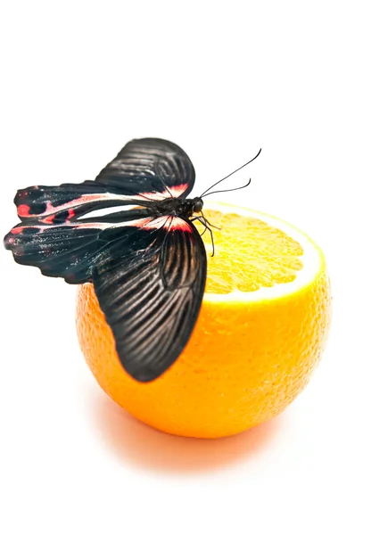 Mariposa y naranja — Foto de Stock