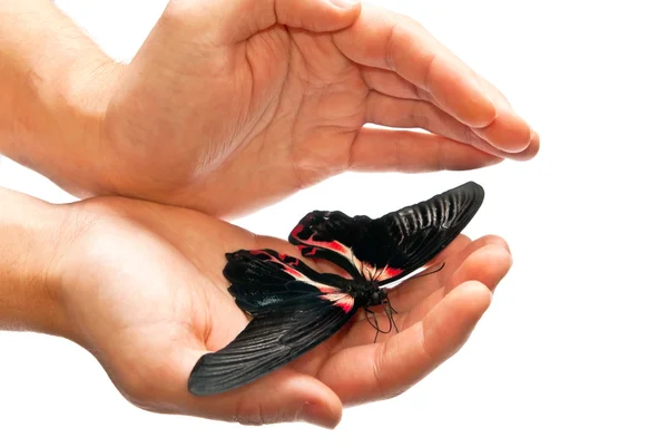 Elinde güzel siyah ve kırmızı kelebek — Stok fotoğraf