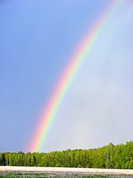 Rainbow in forest