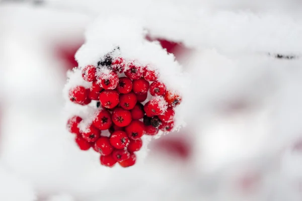 stock image Snow-bound rowan branche with bunches of red berry