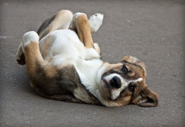 Köpek yavrusu