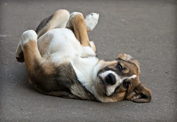 stock image Puppy