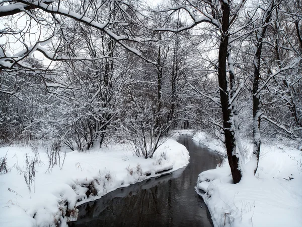 stock image Winter Forest