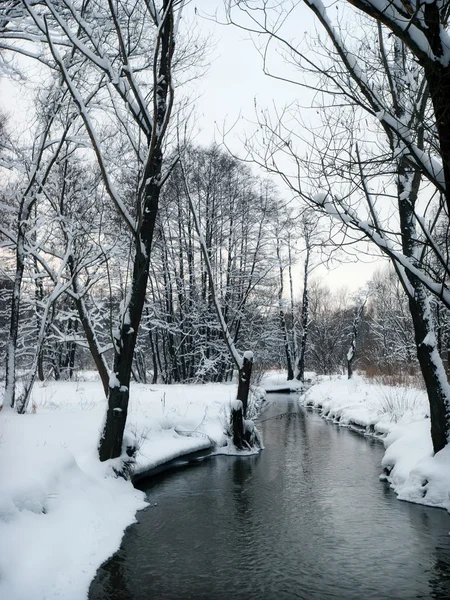 stock image Winter Forest