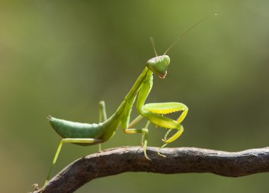 Green mantis. clipart