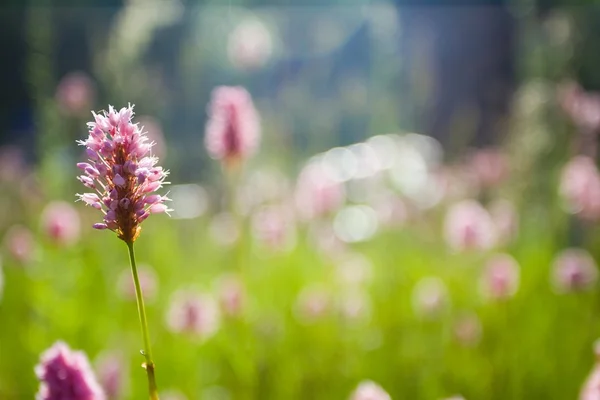 stock image Beauty pink flower.