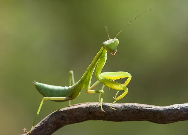 Green mantis. — Stock Photo, Image