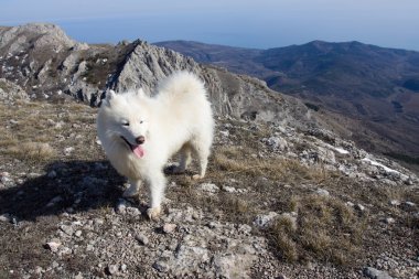 Samoyed köpek Dağları.