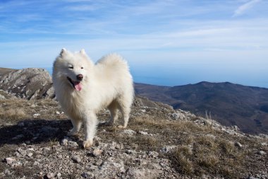 Samoyed dog in mountains. clipart