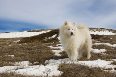 Samoyed köpek Dağları.