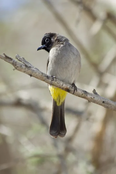 Bird with yellow tail. — Stock Photo, Image
