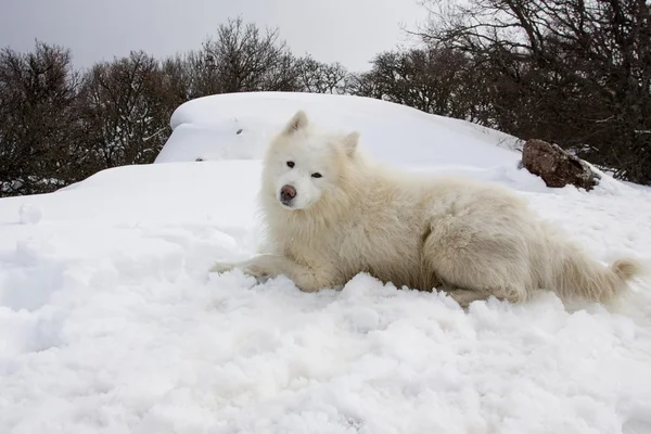 Samoyed köpek karda. — Stok fotoğraf