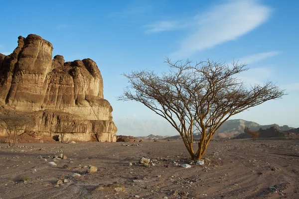 砂漠の風景. — ストック写真