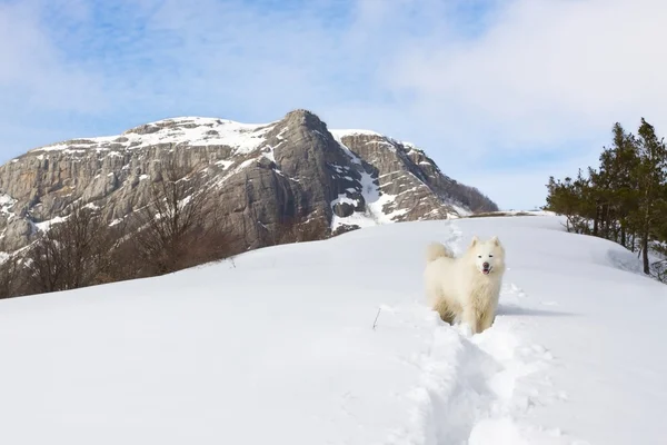Samoyed cão nas montanhas . — Fotografia de Stock