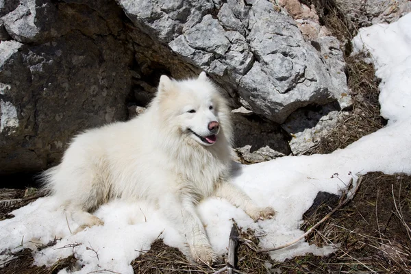 Samojed pes v horách. — Stock fotografie