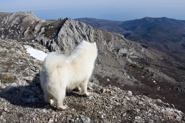 Samojed pes v horách. — Stock fotografie