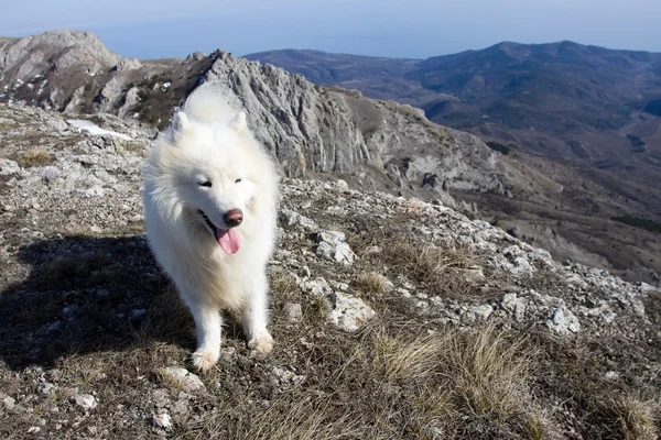 Samoyed köpek Dağları. — Stok fotoğraf