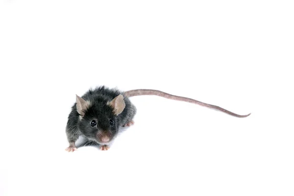 Grappige zwarte muis. — Stockfoto