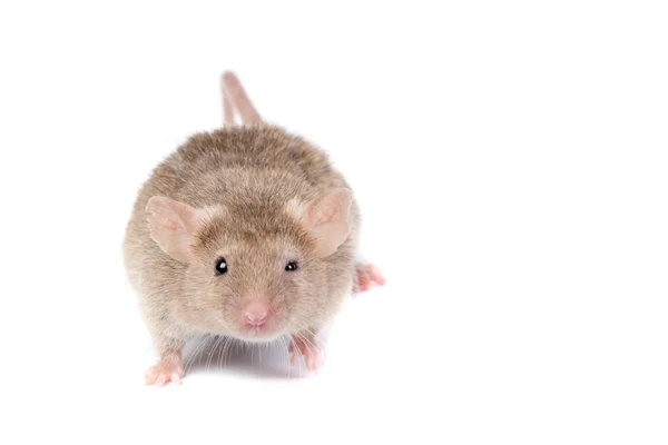 Verrückte Maus, die auf dich schaut! — Stockfoto