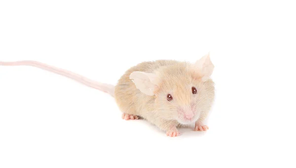 Osamělý zrzka myš. — Stock fotografie
